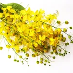 Immagine 7